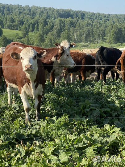 Продам нетелей породы герефорд