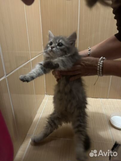 Котенок дымчатый