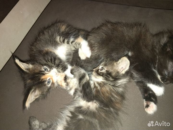 Котята мейн-кун