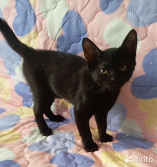 Фифа 3 месяца