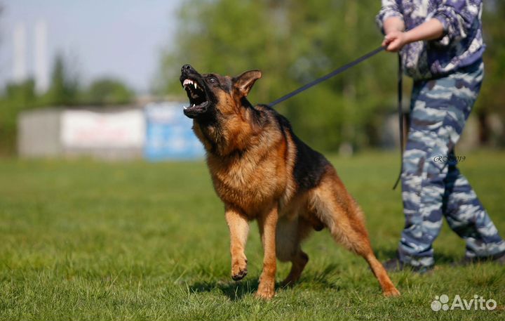 Немецкая овчарка щенки