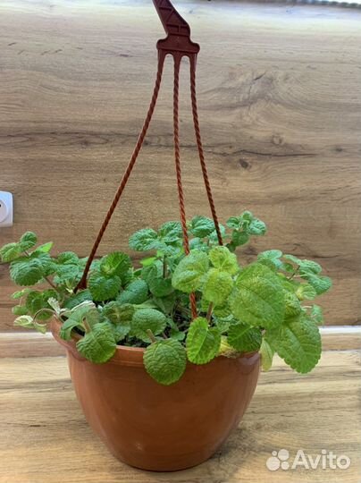 Пилея монетолистная