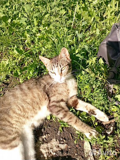 Молодой домашний котик