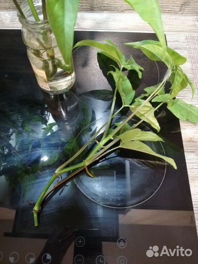 Сингониум отросток