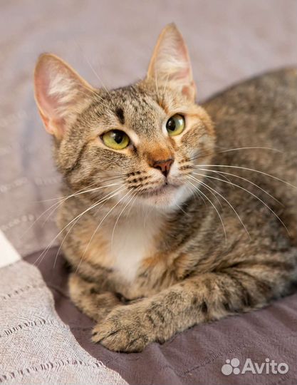 Кошка в дар косоглазая