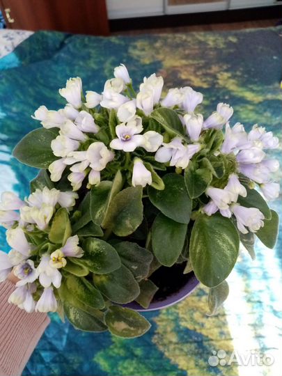 Сортовые фиалки цветущие