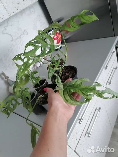 Монстеры вариегатные