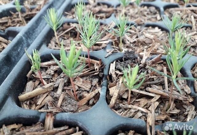 Семена голубой ели Рио Гранде