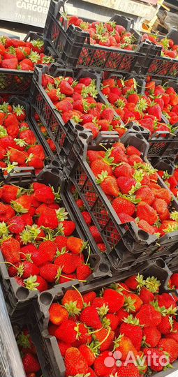 Клубника свежая