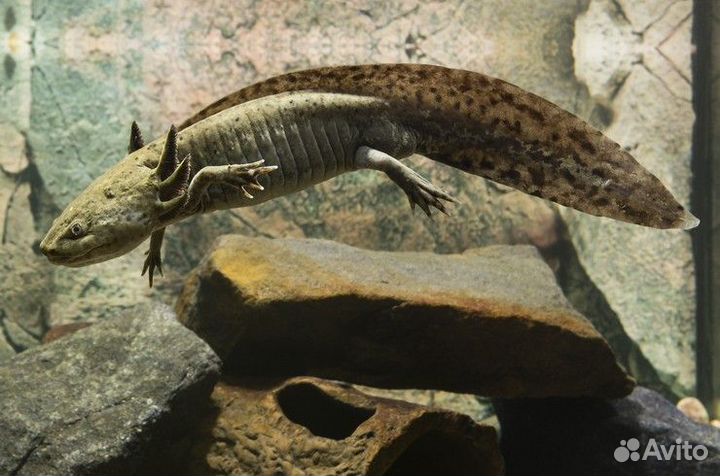 Аксолотль - Axolotl