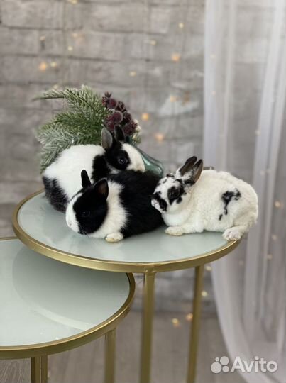 Царские Кролики