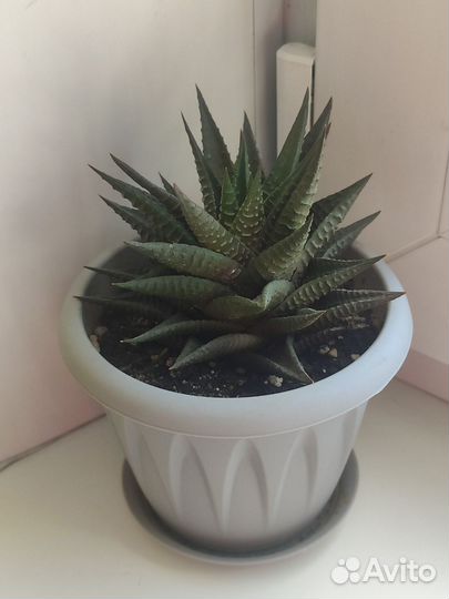 Хавортия Лимифолия