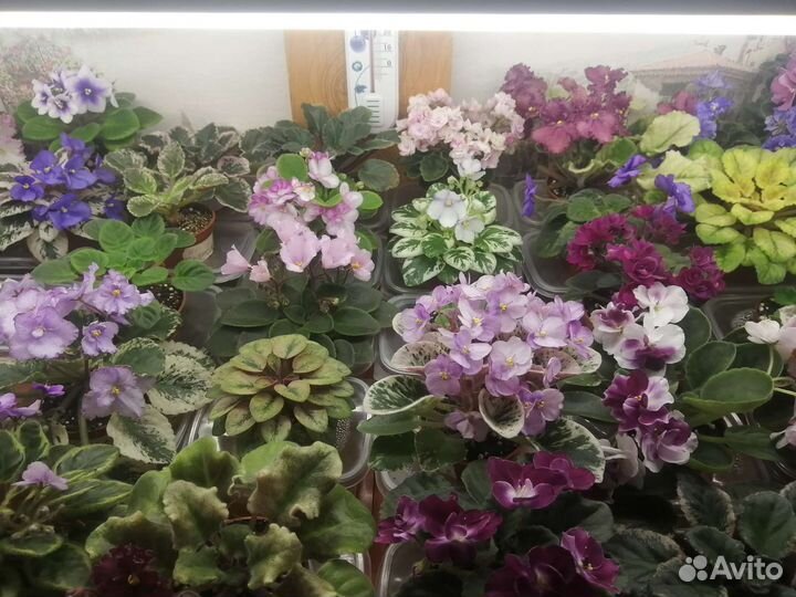 Мини фиалки