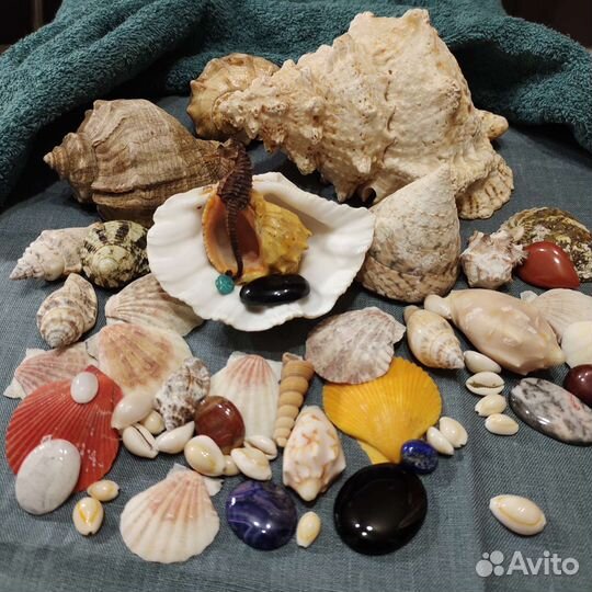 Ракушка Морская