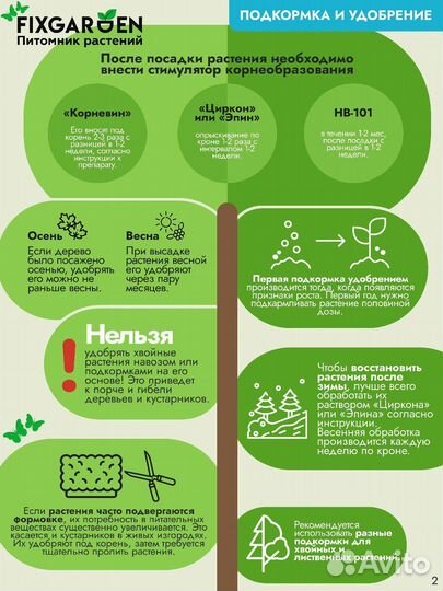 Ель колючая хупси (Hoopsii) Высота от 175см