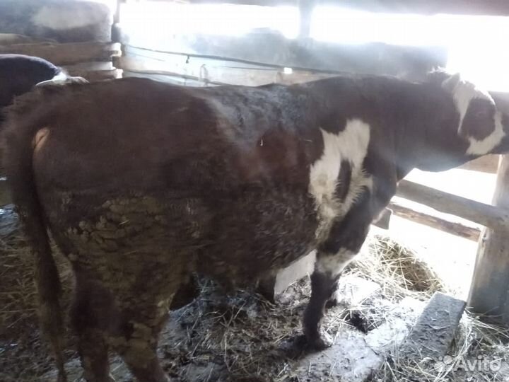 Бык, лошадь