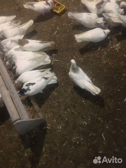 Голубей Армянские мраморные шейки