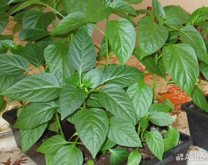 Рассада помидоры,перец