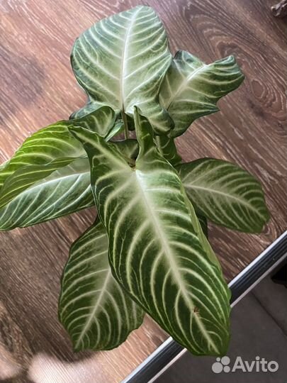 Каладиум, колоказия Линдена