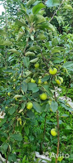 Яблоня августа