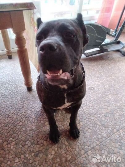 Кобель вязка кане Корсо