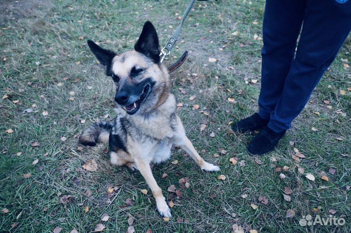 Собака всю жизнь за решеткой