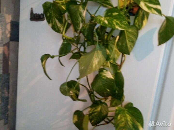 Сциндапсус жёлтый