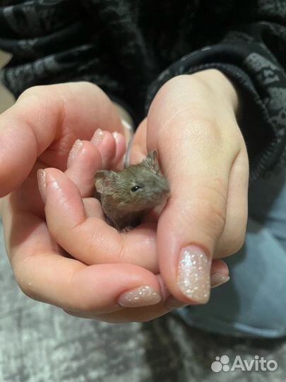 Декоративные цветные мышки