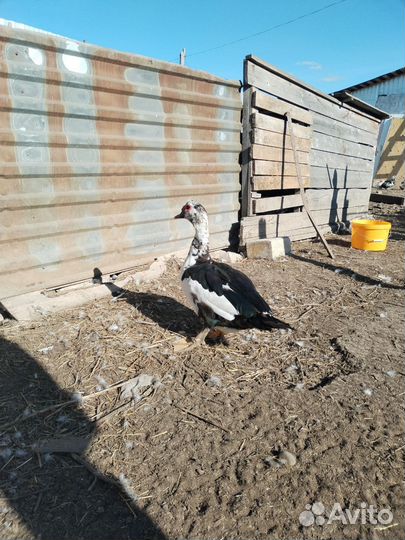 Индоутка с утятами