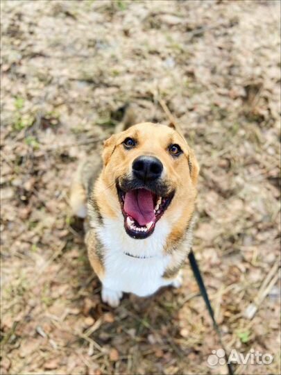 Славный пёс в приюте