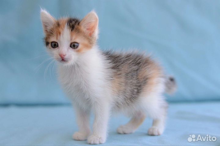 Котята девочки 2,5 месяца