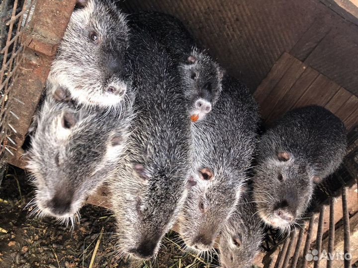 Продажа нутрий