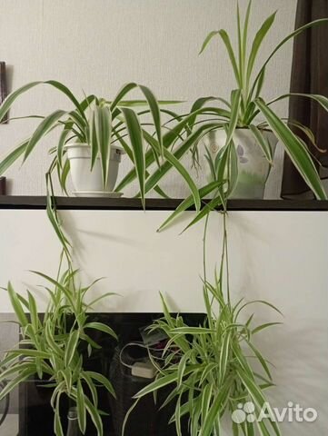 Хлорофитум