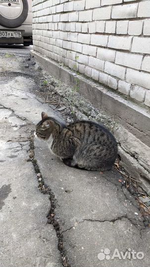 Голубоглазая красавица в опасности