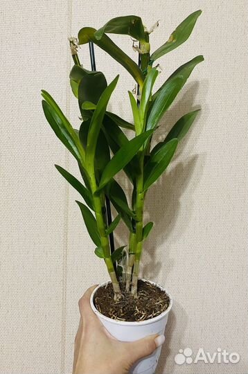 Орхидея дендробиум