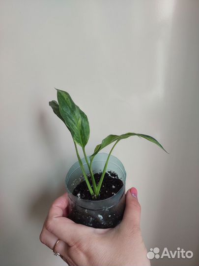 Спатифиллум вариегатный