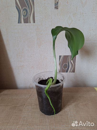 Эухарис амазонская лилия