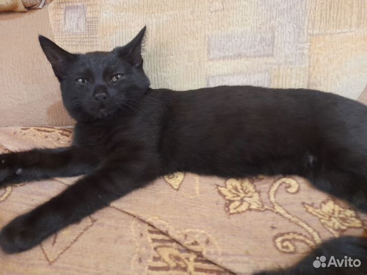 Котенок девочка и кошка