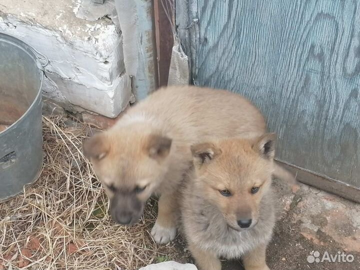 Домашние животные собаки щенки