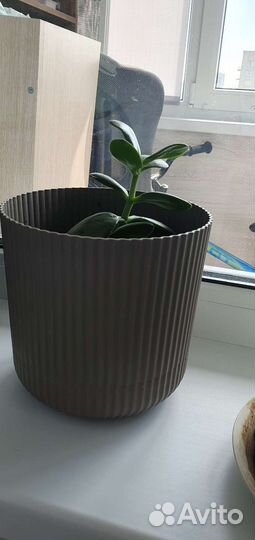 Толстянка с горшком