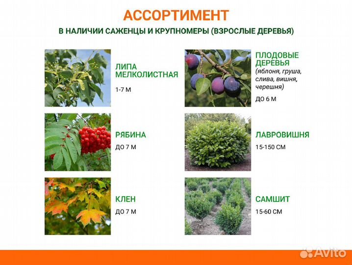 Лиственные деревья от производителя