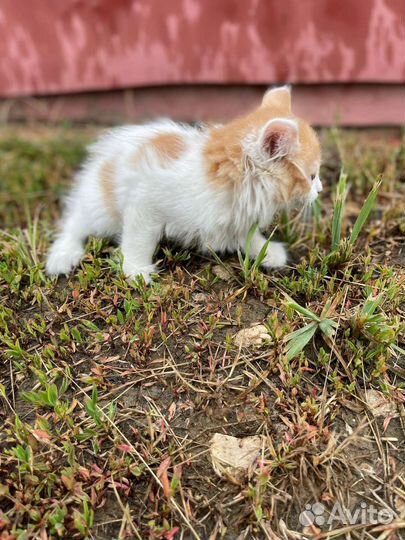 Котенок девочка. Очень нужен дом Доставка