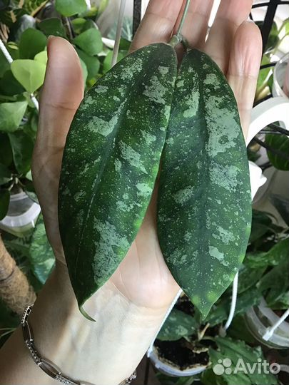 Хойи сортовые