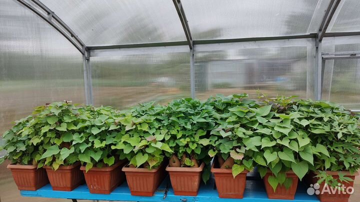 Батат черенки