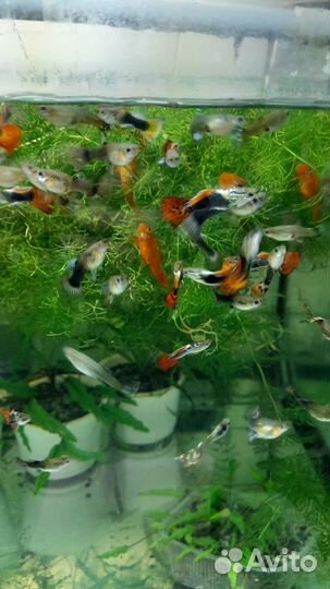Аквариумные рыбки