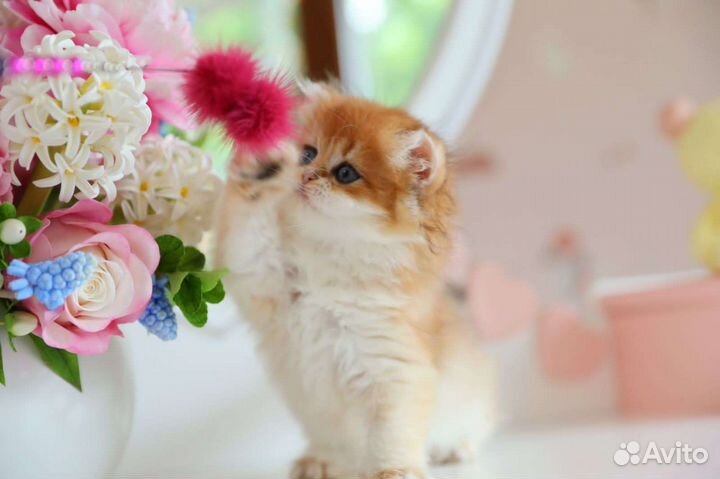 Британская золотая шиншилла ny 12