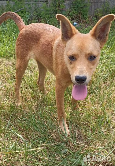 Щенки ищут дом