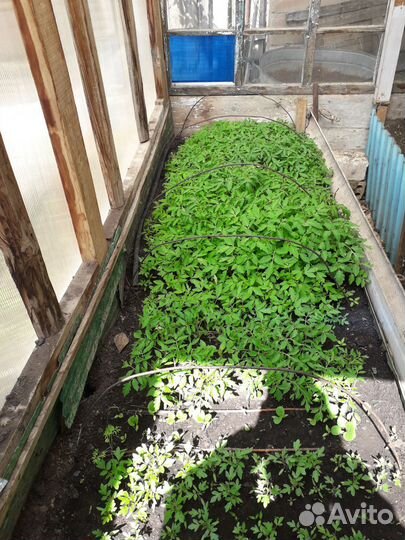 Рассада помидор