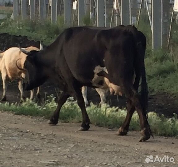 Корова высокоудойная