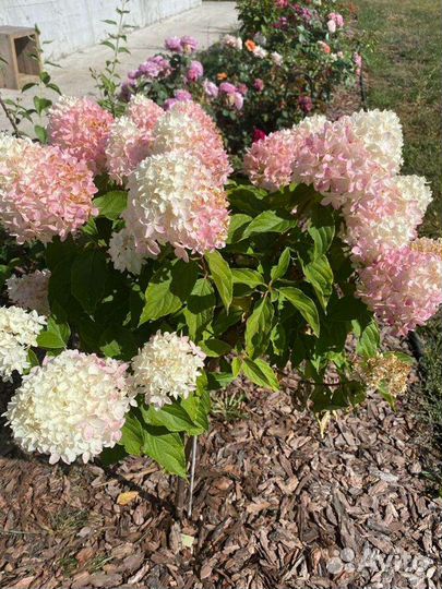 Мульча кора лиственницы